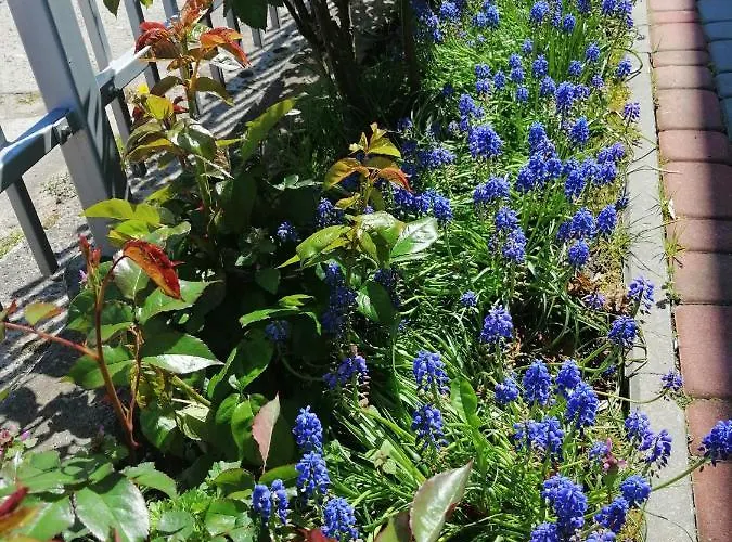 Al Mare-villa Z Basenem I Klimatyzacja W Cenie Pobytu アパート ウストロニエ・モルスキエ